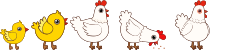 chicken-line